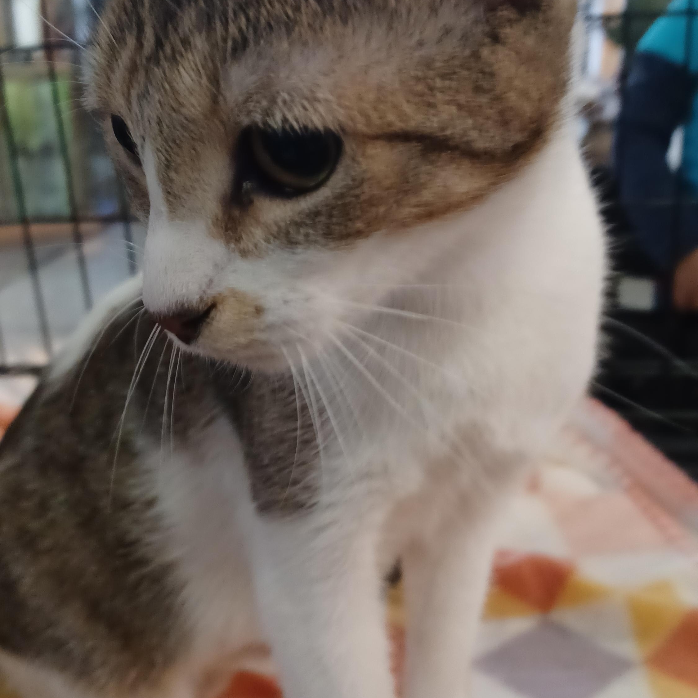 Enlarge Honeycrisp, a Adoptable Domestic Short Hair in Morgantown, WV image 1/3