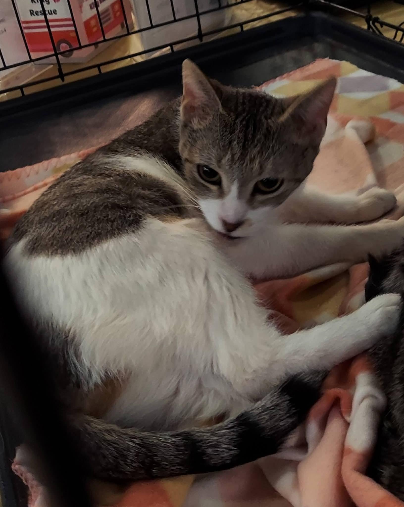 Enlarge Honeycrisp, a Adoptable Domestic Short Hair in Morgantown, WV image 3/3