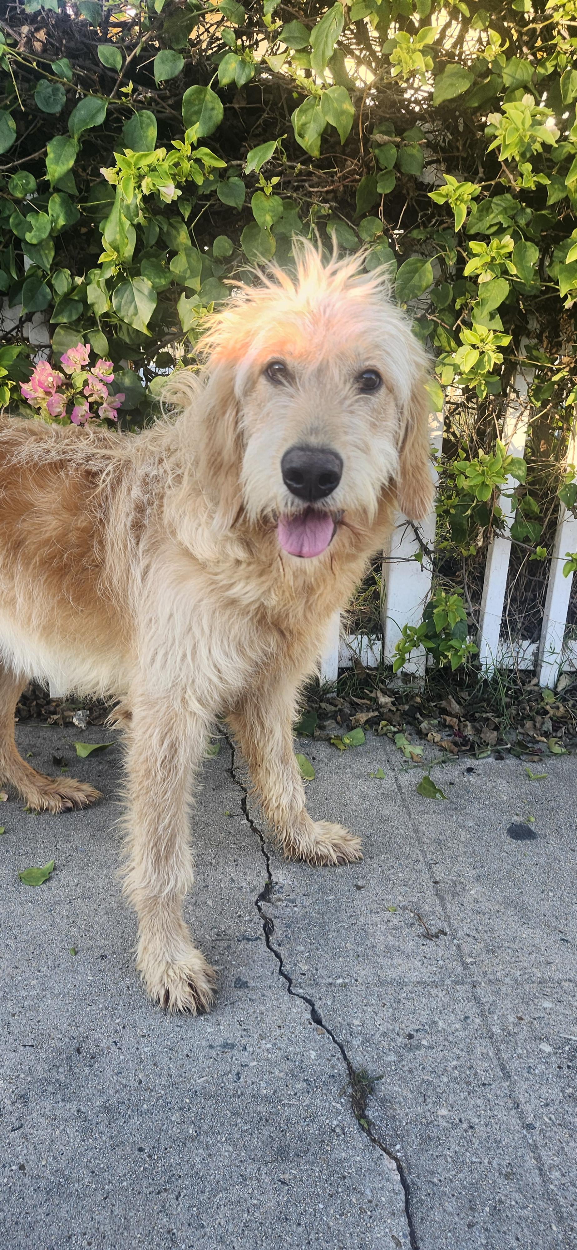 Stella, Adoptable, Puppy Female Goldendoodle.