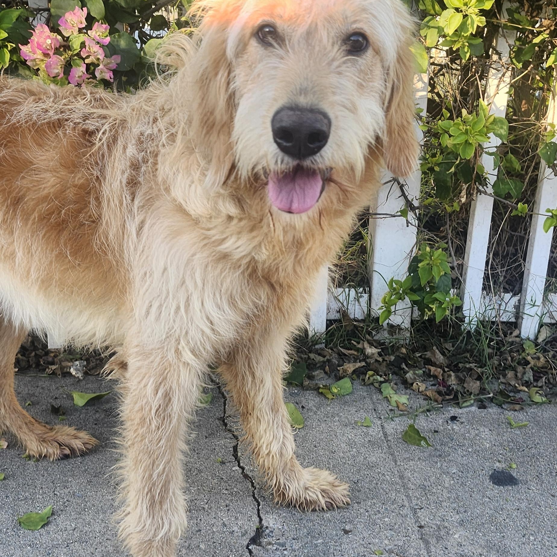 Enlarge Stella, a Adoptable Goldendoodle in Torrance, CA image 2/4