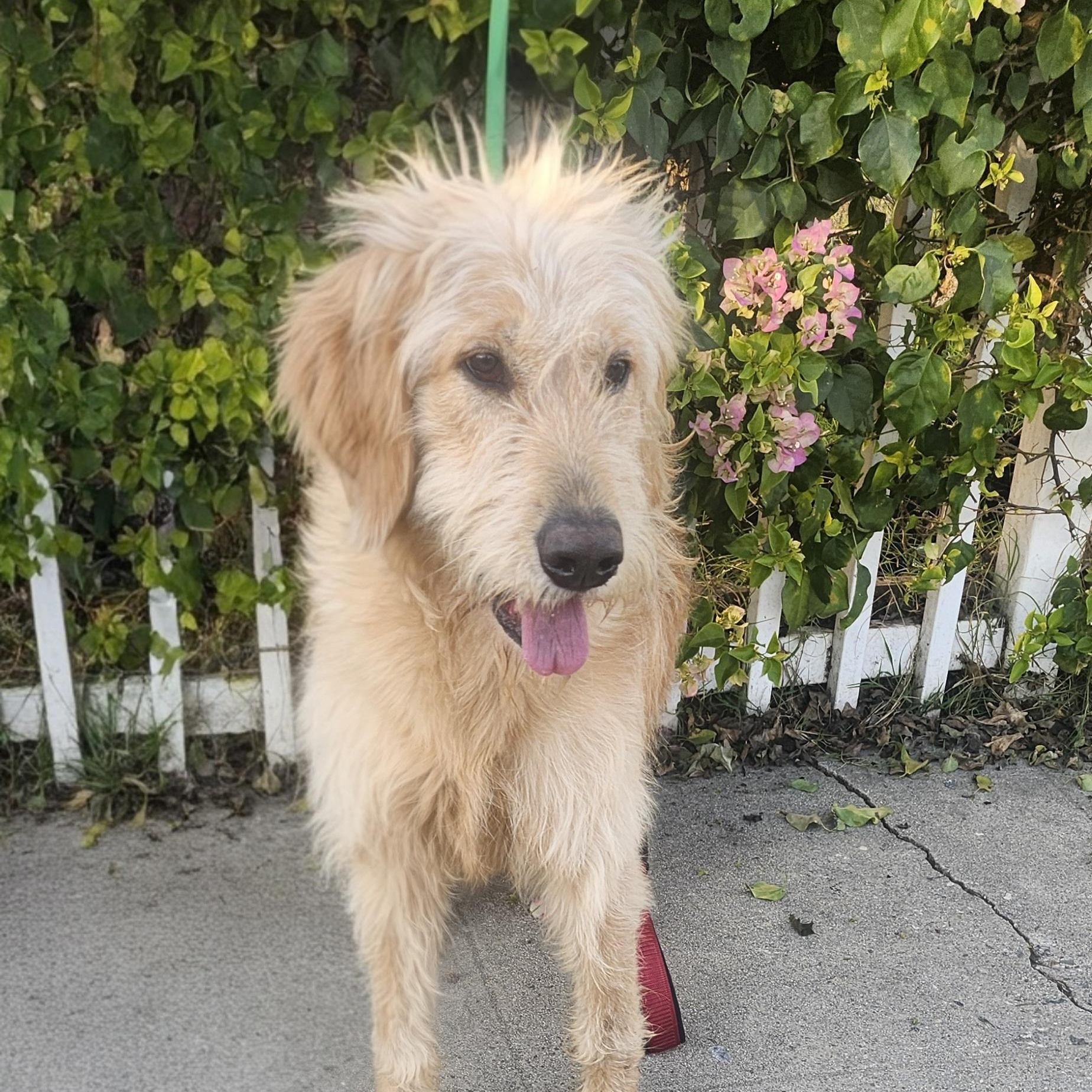 Enlarge Stella, a Adoptable Goldendoodle in Torrance, CA image 3/4