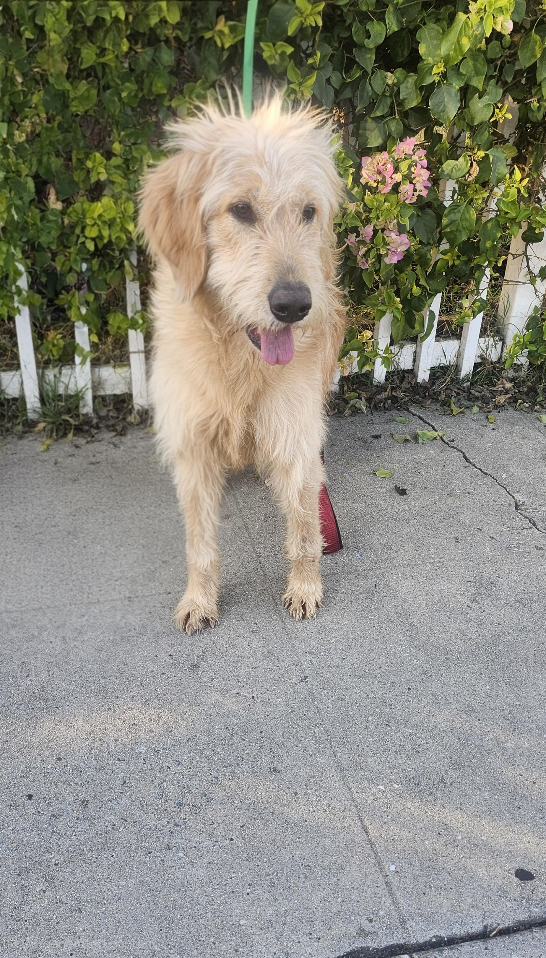 Stella, a Adoptable Goldendoodle image 2/4