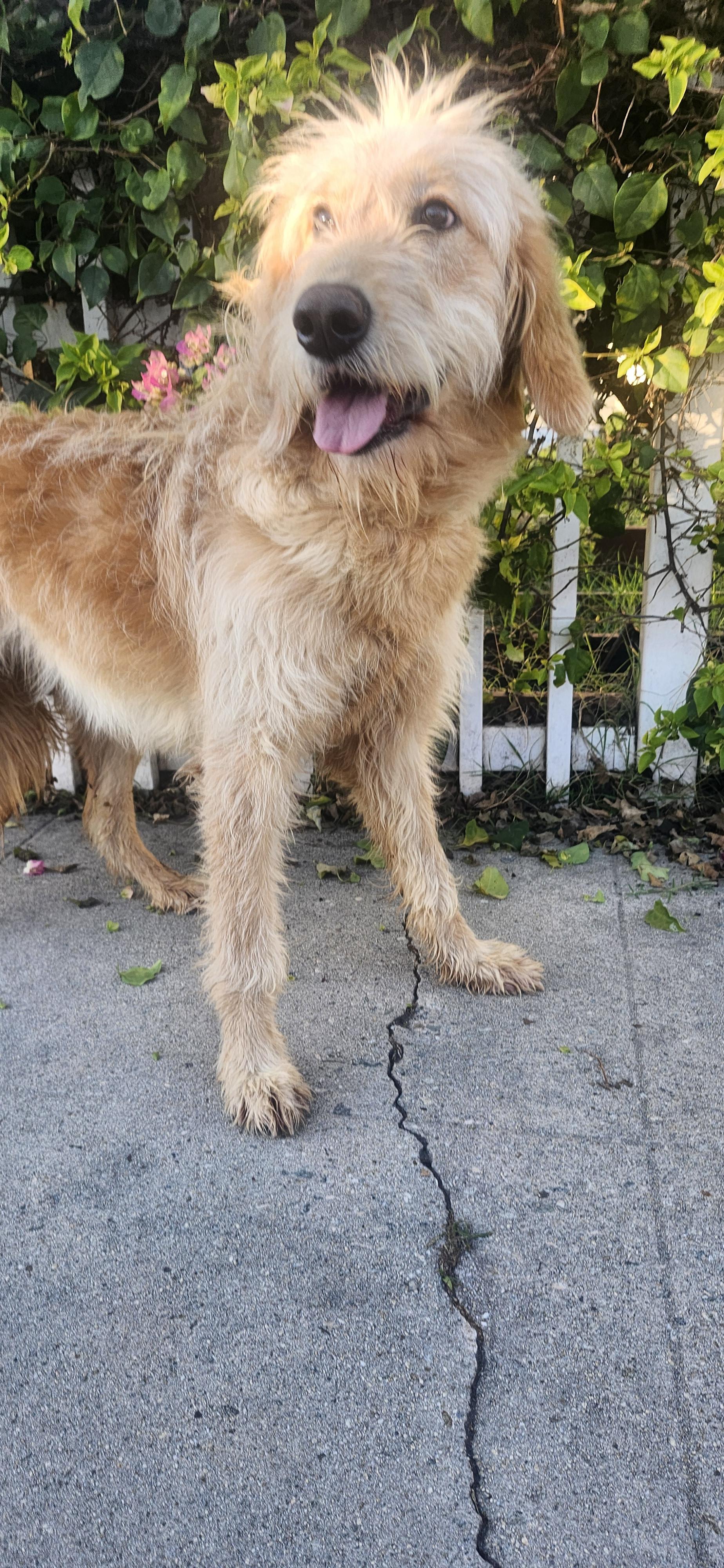 Stella, a Adoptable Goldendoodle image 3/4