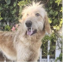 Stella, Adoptable, Puppy Female Goldendoodle.