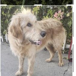 Enlarge Stella, a Adoptable Goldendoodle in Torrance, CA image 4/4