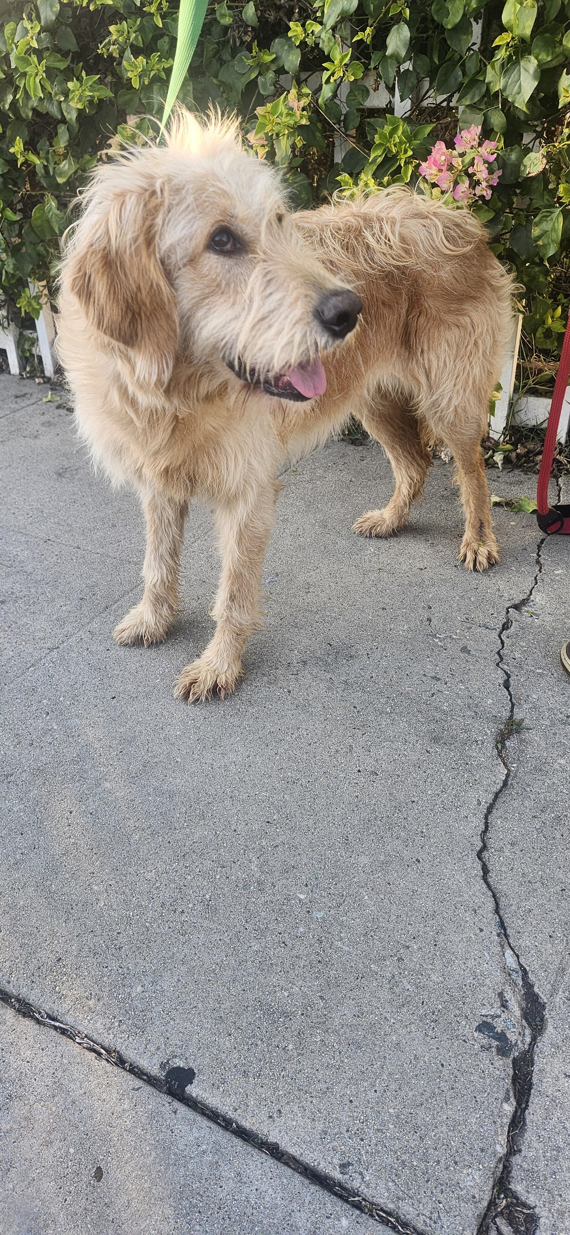 Stella, a Adoptable Goldendoodle image 4/4