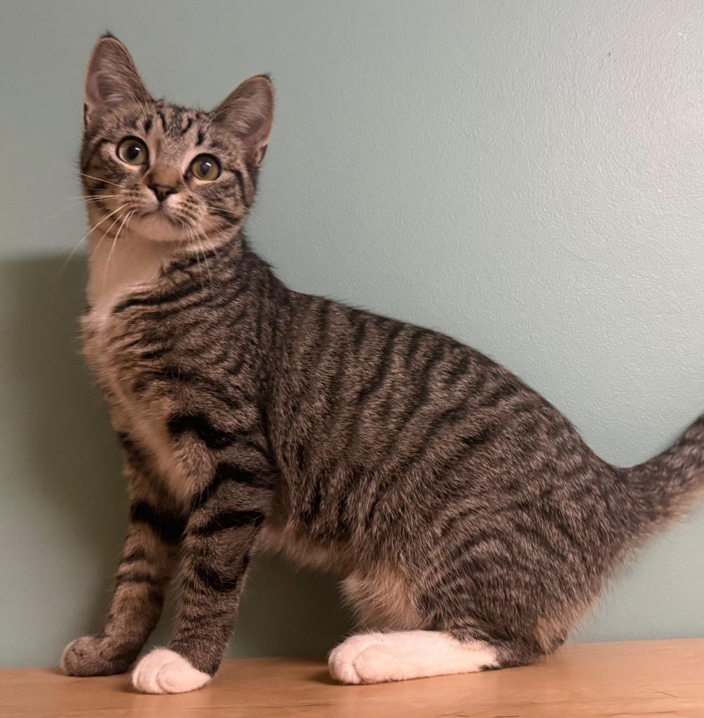 Enlarge Jo Jo, an adoptable Domestic Short Hair in Amery, WI image 2/3