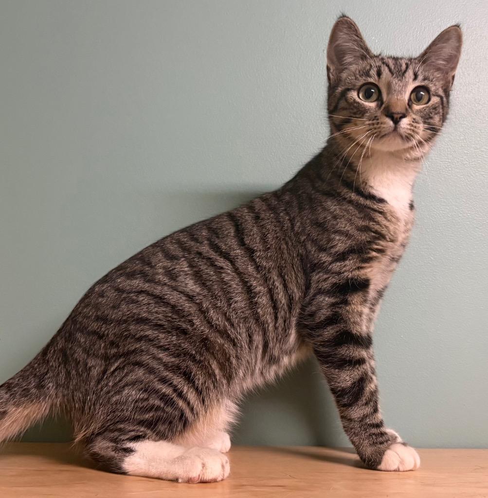 Enlarge Jo Jo, an adoptable Domestic Short Hair in Amery, WI image 3/3