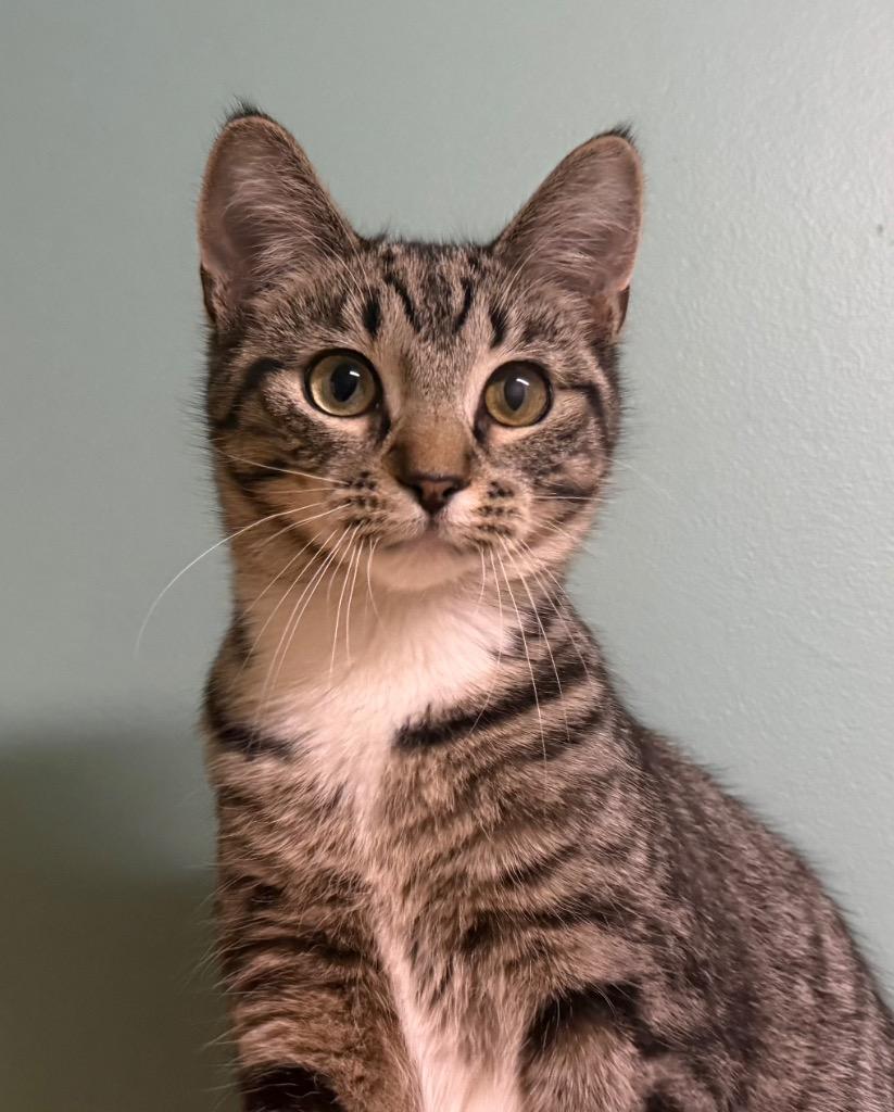 Enlarge Jo Jo, an adoptable Domestic Short Hair in Amery, WI image 1/3