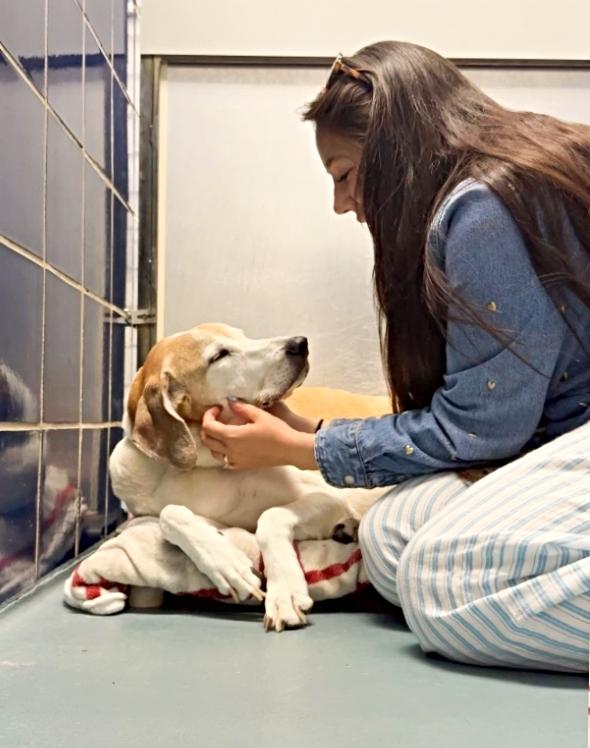 Enlarge Bart, a ADOPTABLE mixed breed in Boulder, CO image 2/3