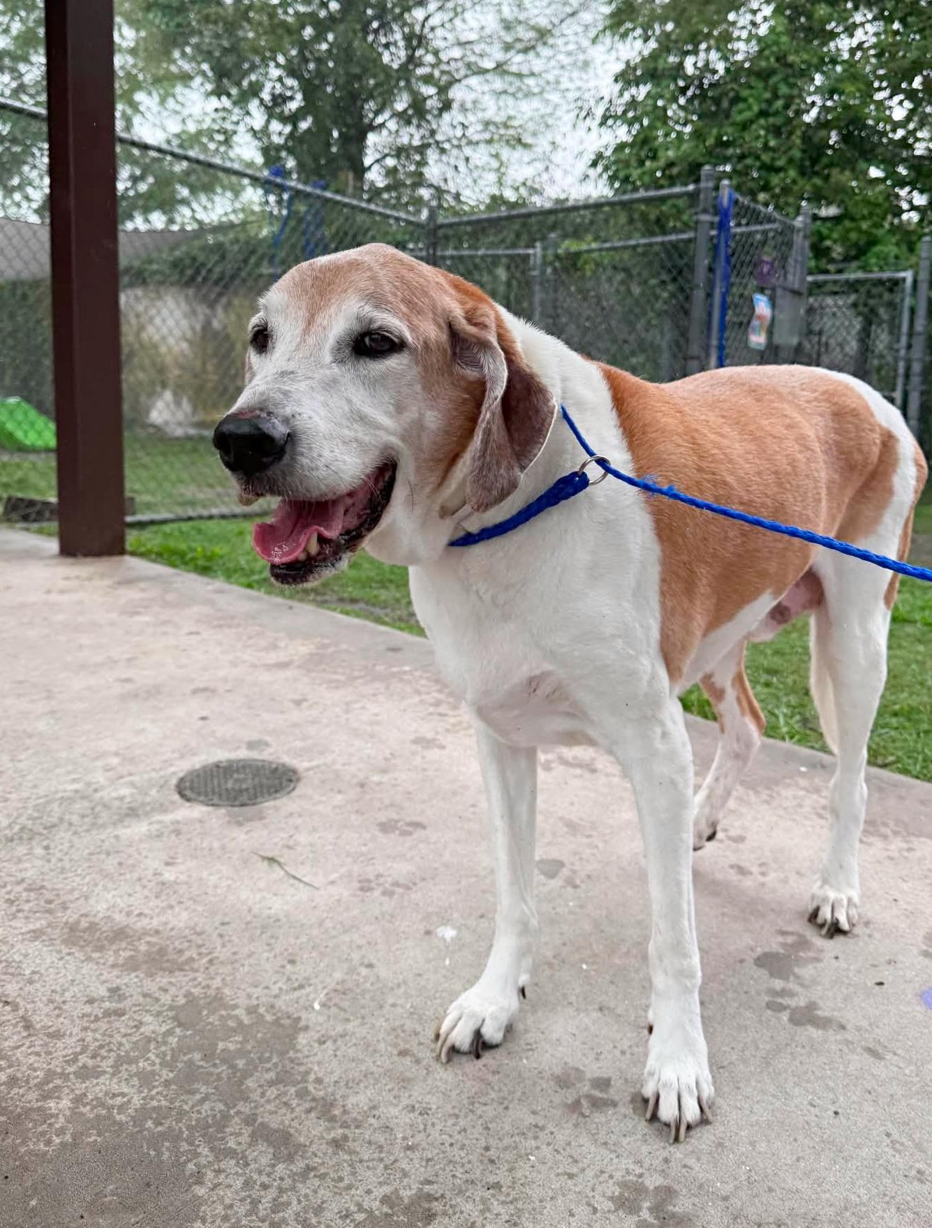 Bart, ADOPTABLE, Adult Male Beagle & American Foxhound.
