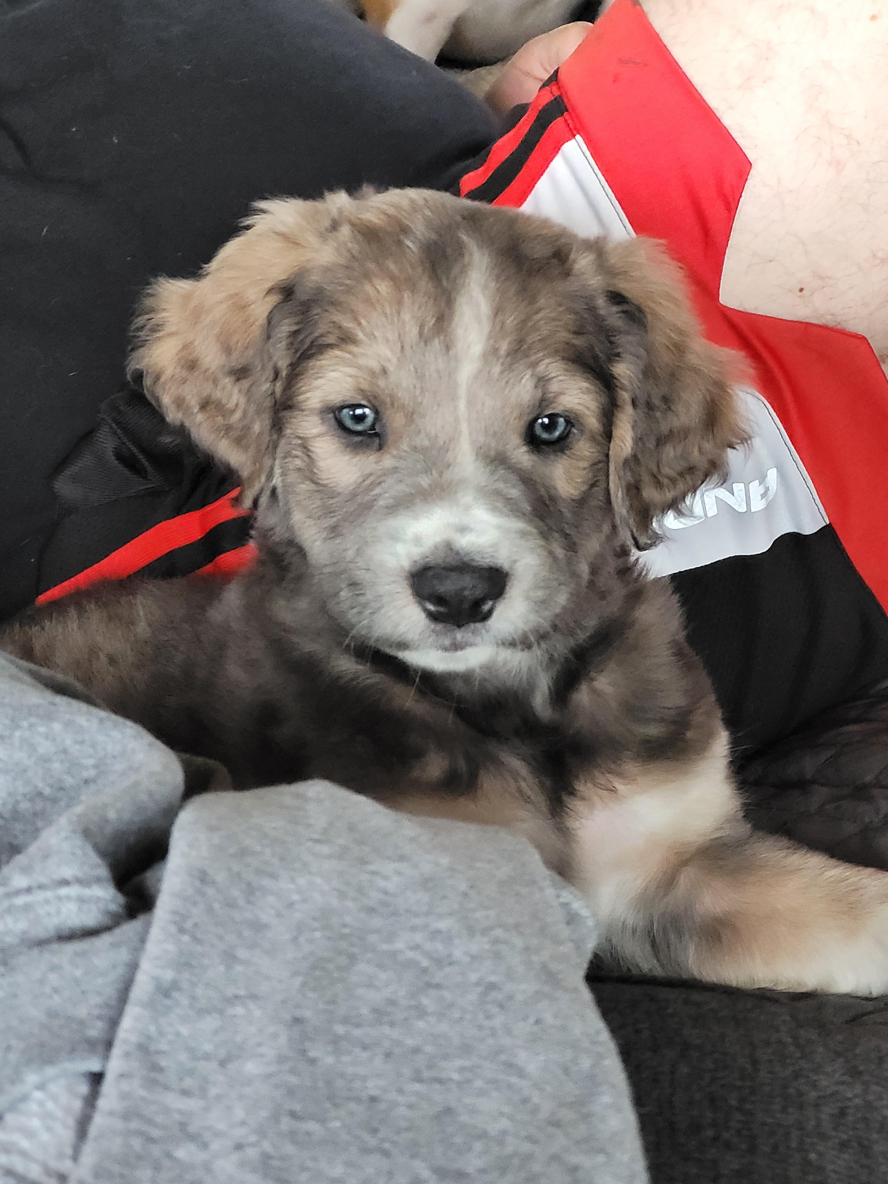Poppy, an adopted mixed breed in Byron, IL image 4/4