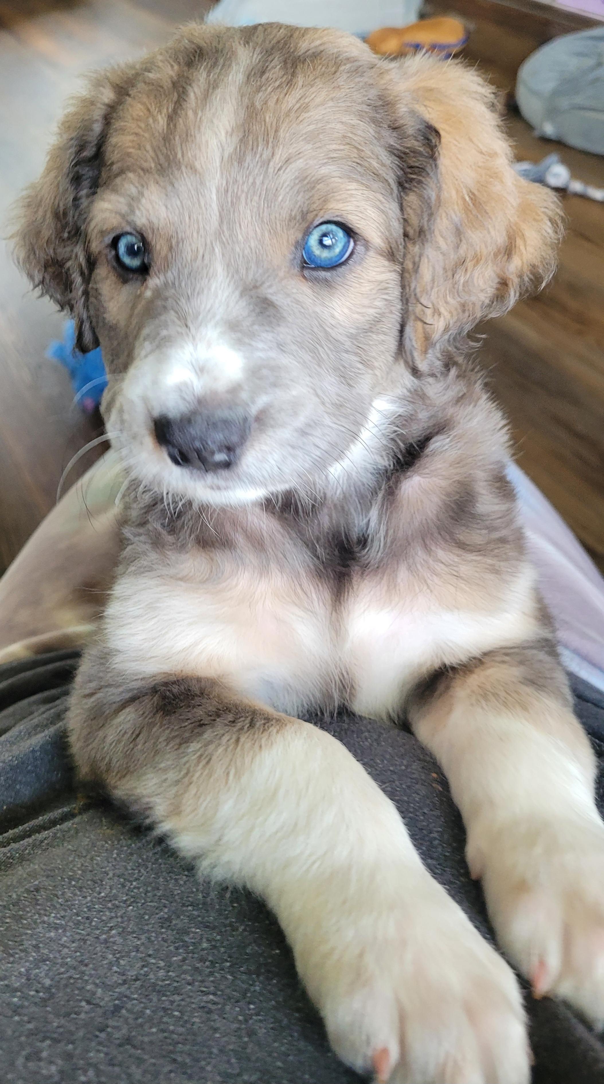 Poppy, adopted, Puppy Female Great Pyrenees & Australian Shepherd.