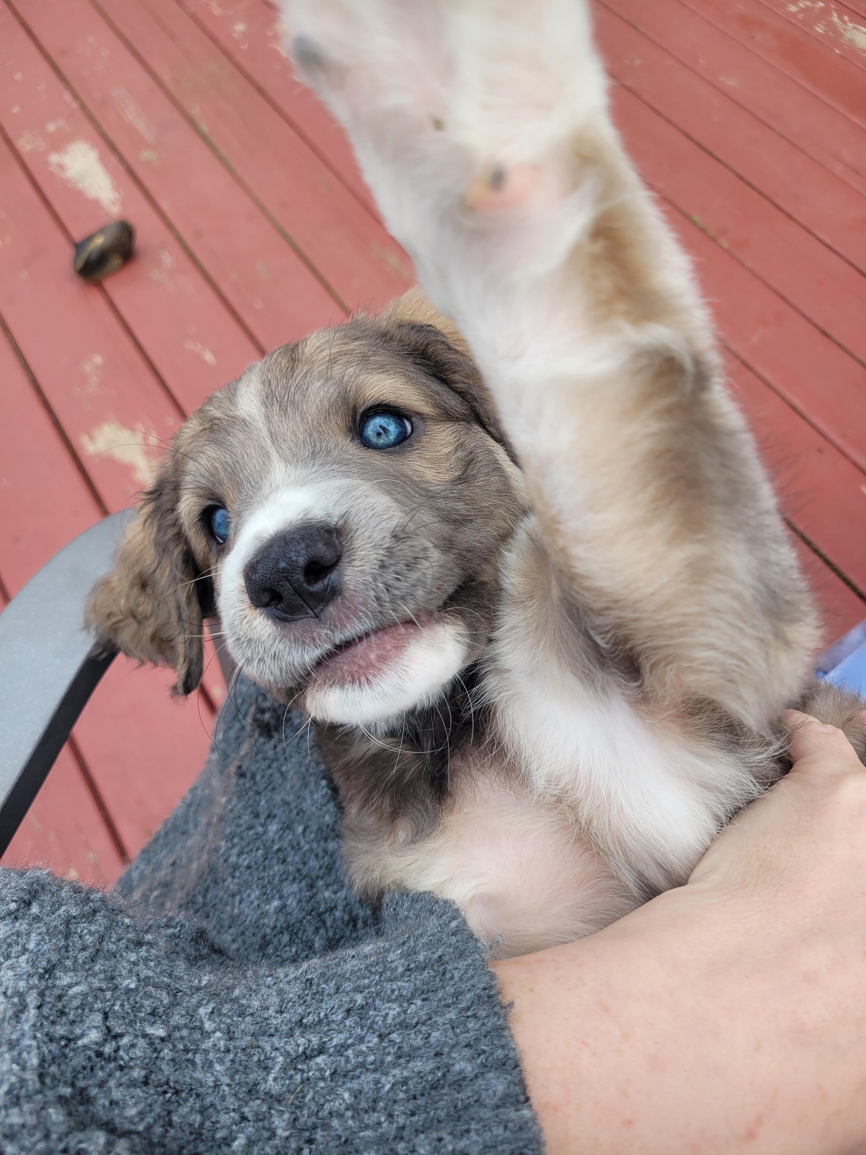 Poppy, an adopted mixed breed in Byron, IL image 3/4