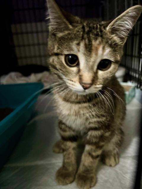 Enlarge Billie (bonded with Simone), a ADOPTABLE Domestic Short Hair in Bethlehem, PA image 2/6