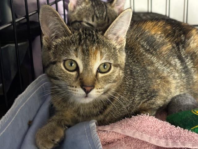 Billie (bonded with Simone), ADOPTABLE, Kitten Female Domestic Short Hair.