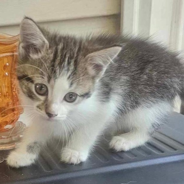 Baby, ADOPTABLE, Kitten Female Domestic Short Hair.