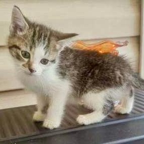 Baby, a ADOPTABLE Domestic Short Hair in Gastonia, NC image 2/2
