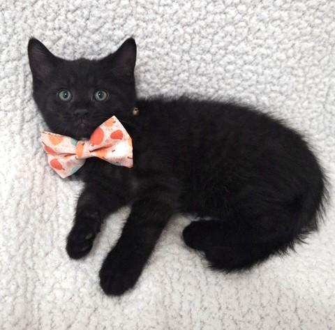 Scorpio, Baby Male Domestic Short Hair
