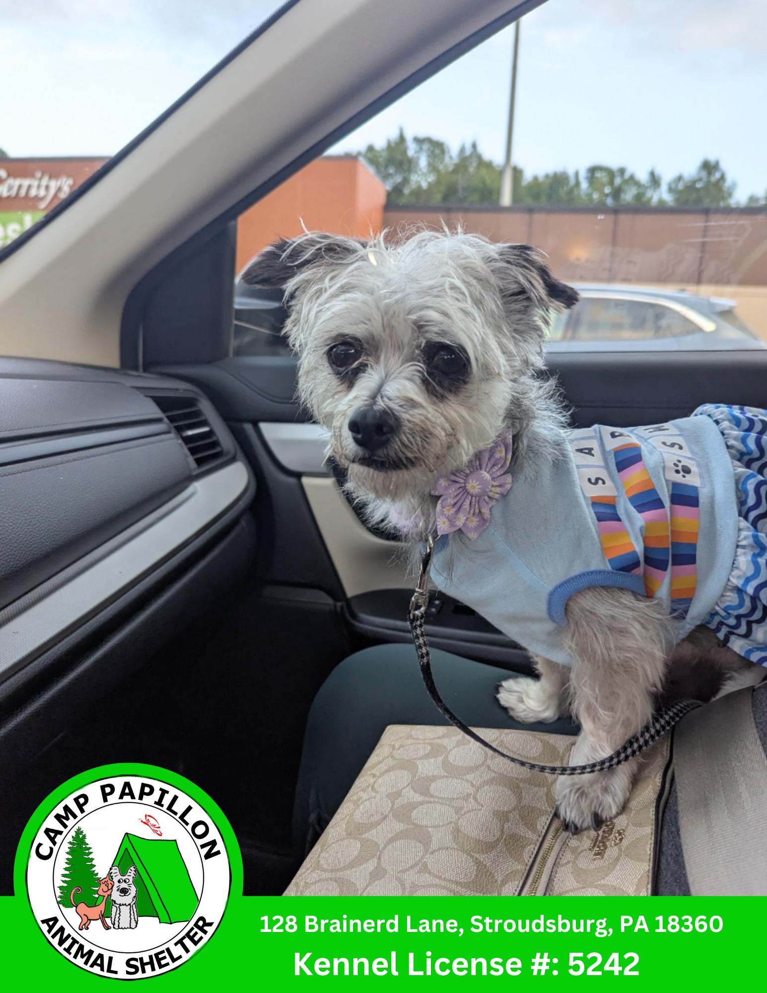 Icy, Adoptable, Young Female Yorkshire Terrier.