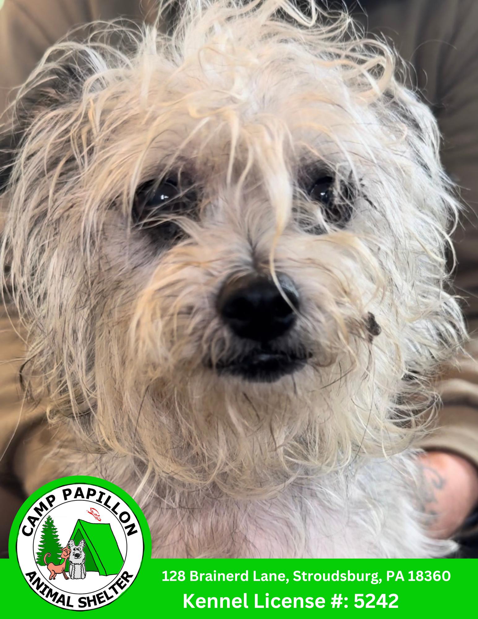 Enlarge Icy, a Adoptable Yorkshire Terrier in Stroudsburg, PA image 2/2