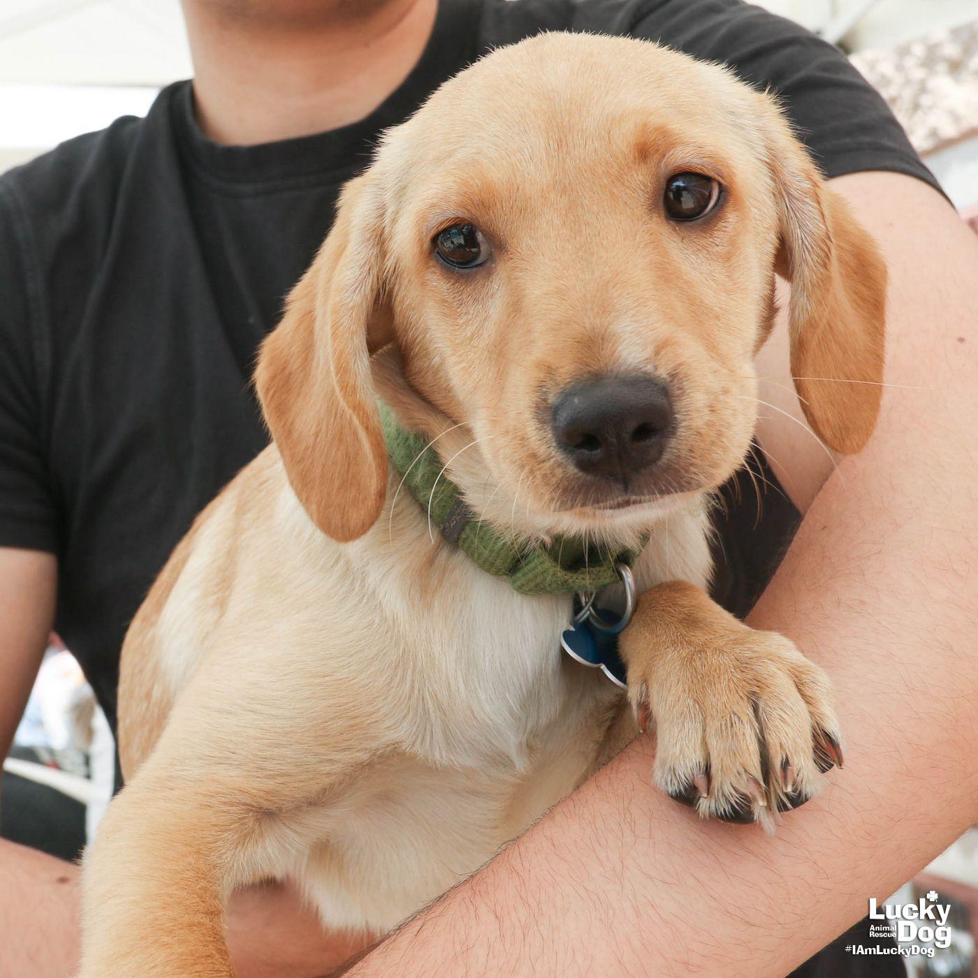 Hailey, Adopted, Puppy Female Labrador Retriever.
