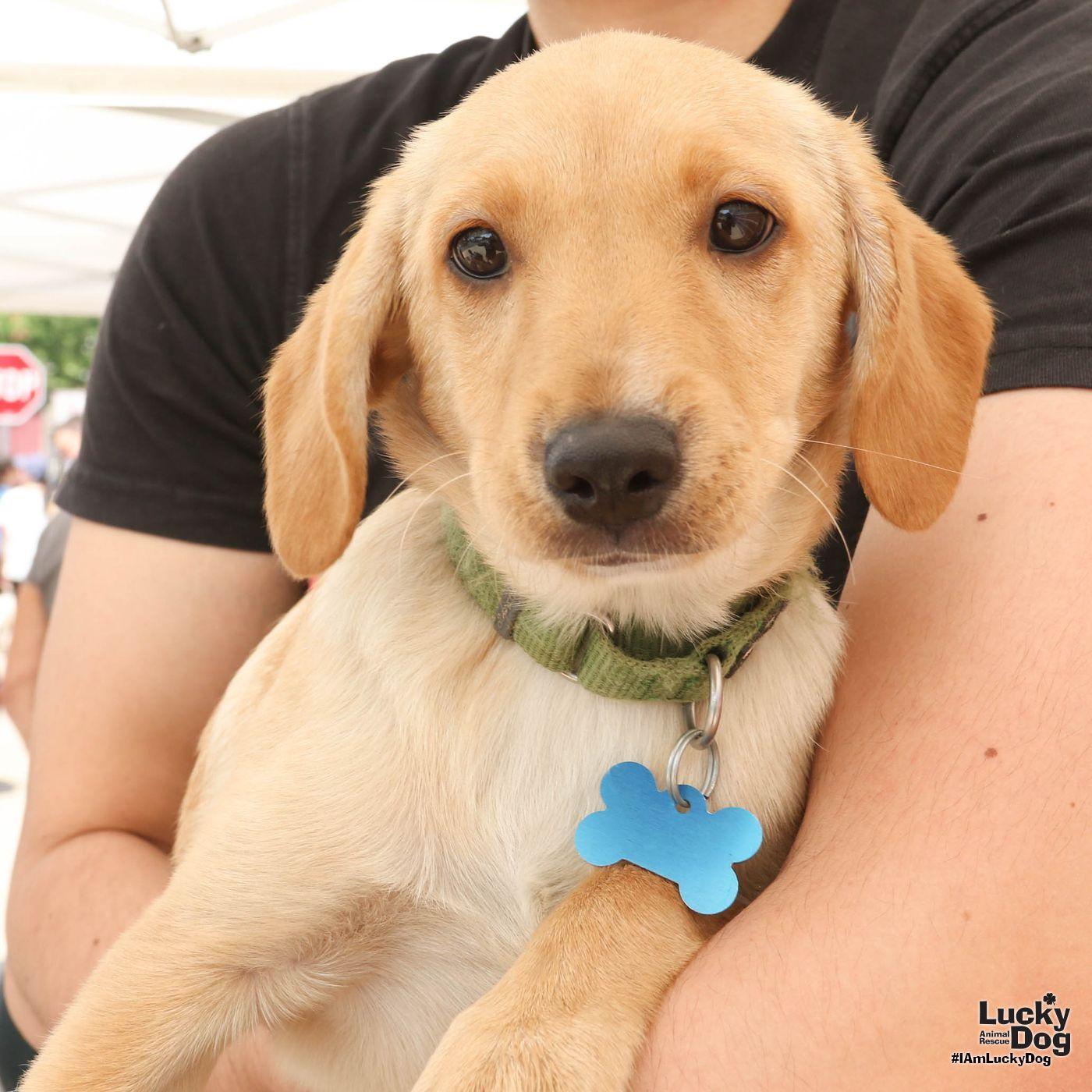 Enlarge Hailey, a Adopted Labrador Retriever in Washington, DC image 2/3