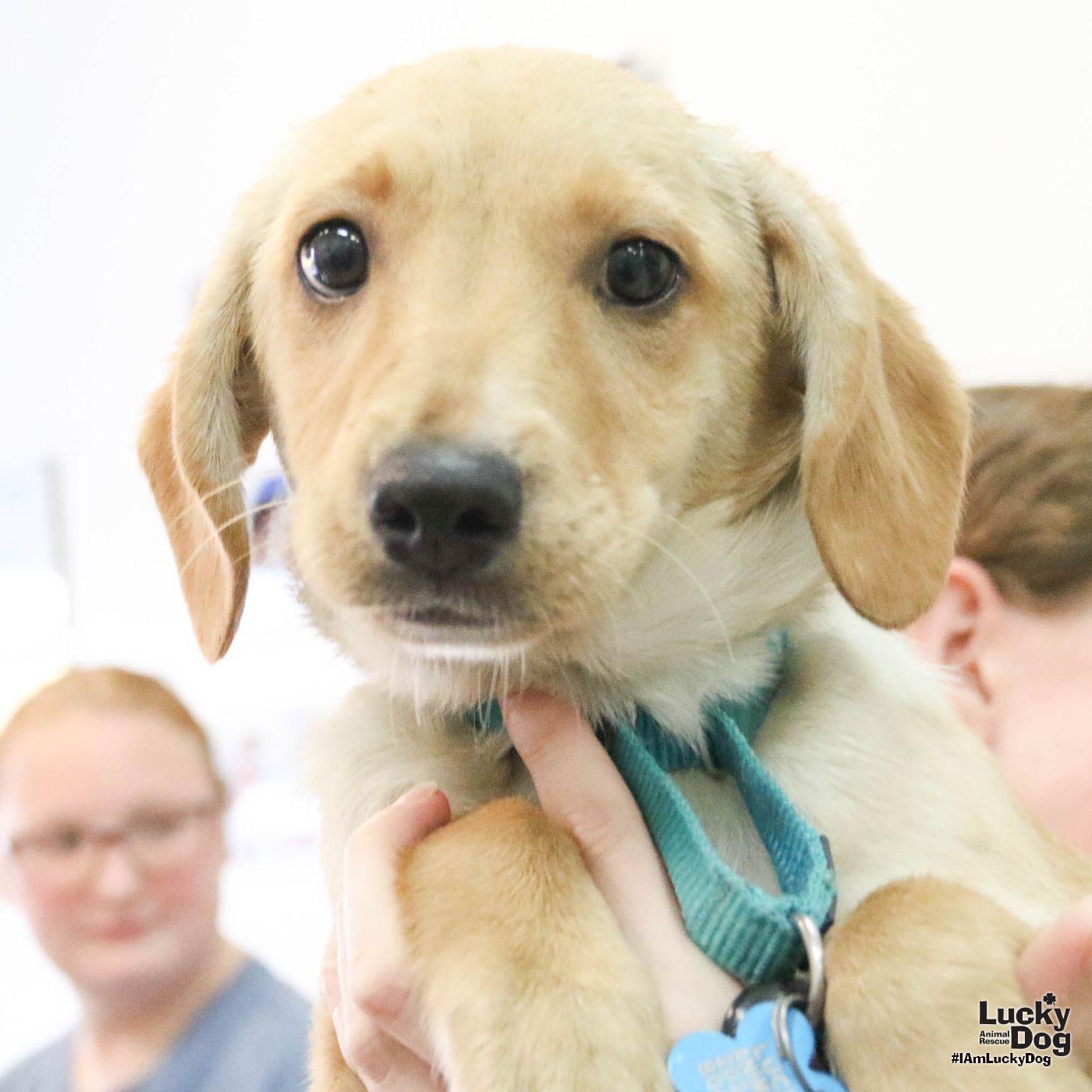 Enlarge Hailey, a Adopted Labrador Retriever in Washington, DC image 3/3
