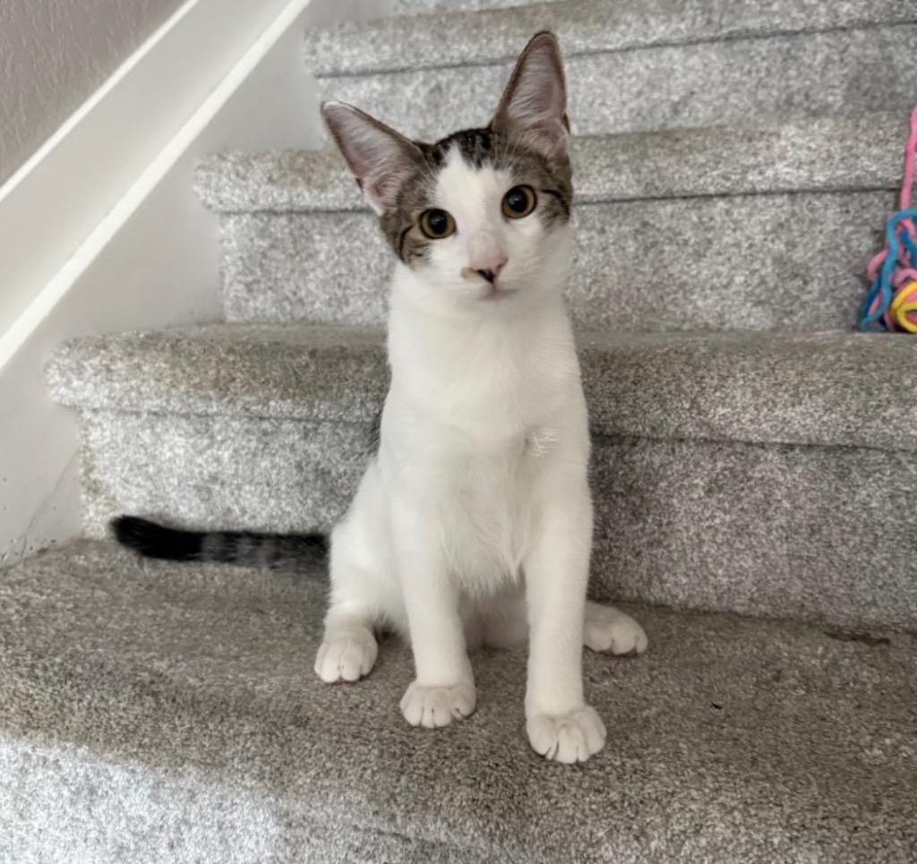 Slate TX, Adoptable, Young Male Domestic Short Hair.