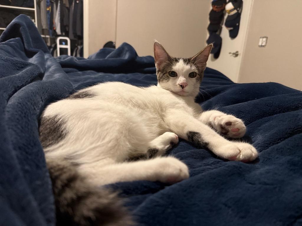 Slate TX, a Adoptable mixed breed in Fort Lupton, CO image 2/2