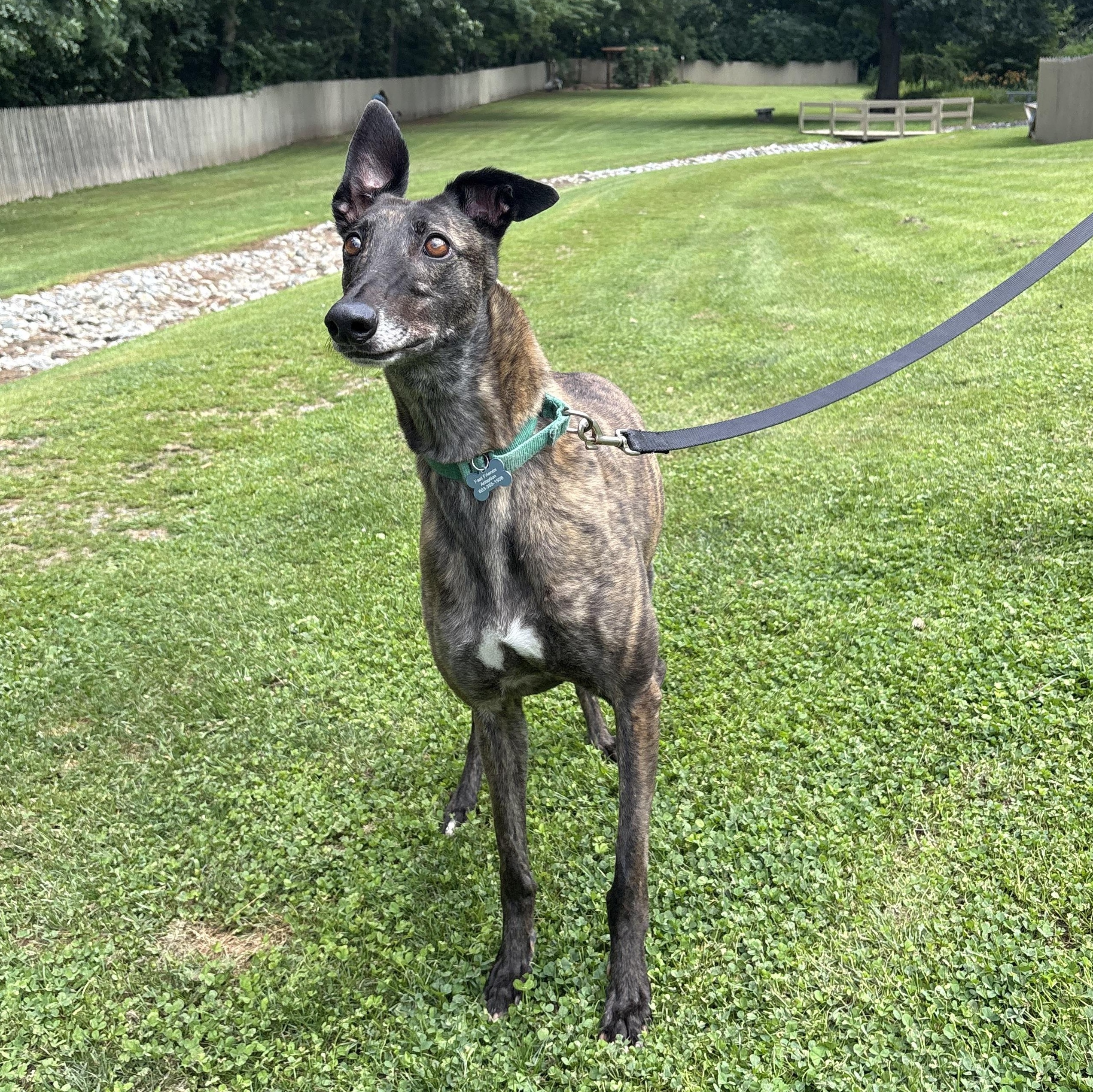 Enlarge Glory, a Adoptable Greyhound in Swanzey, NH image 5/6