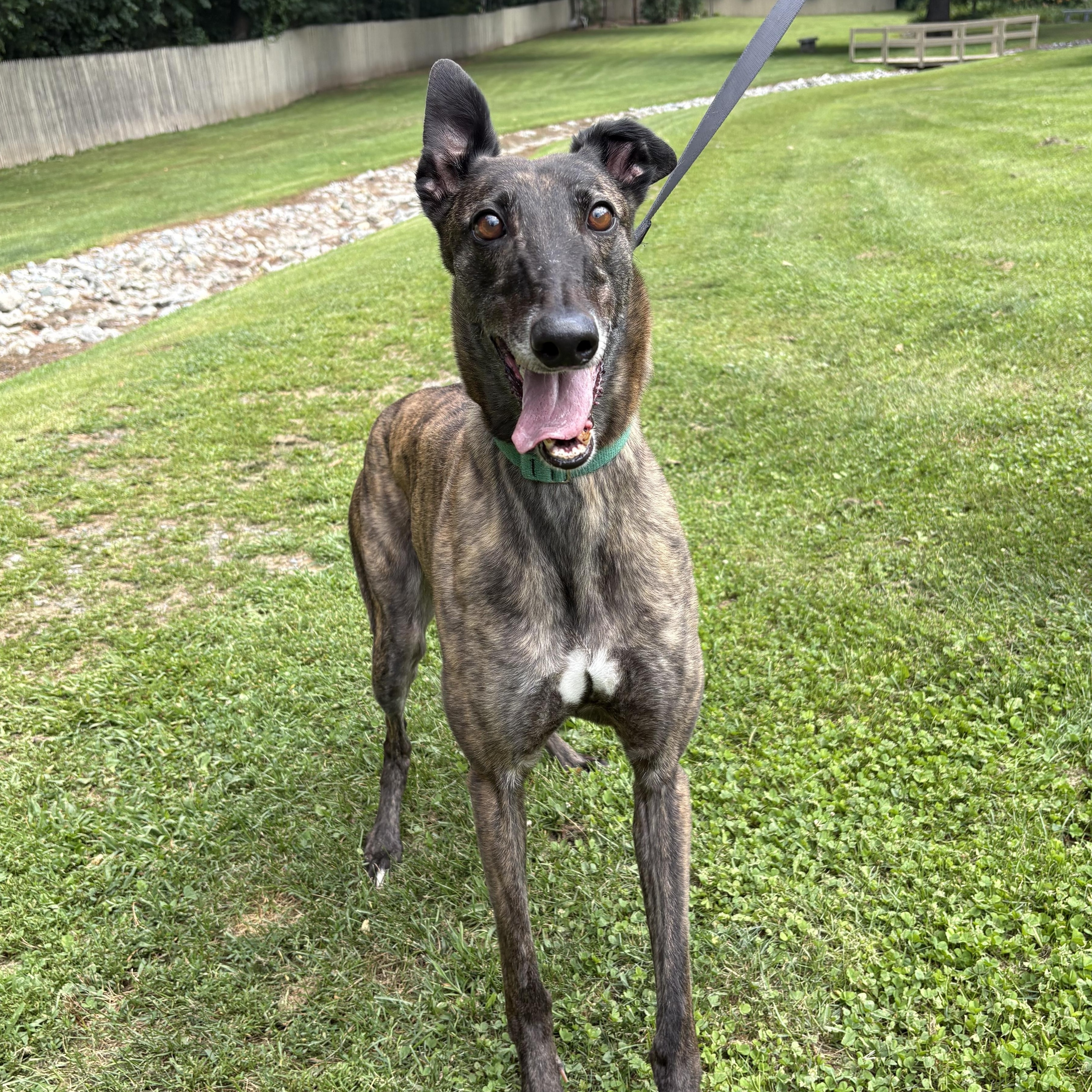 Enlarge Glory, a Adoptable Greyhound in Swanzey, NH image 6/6