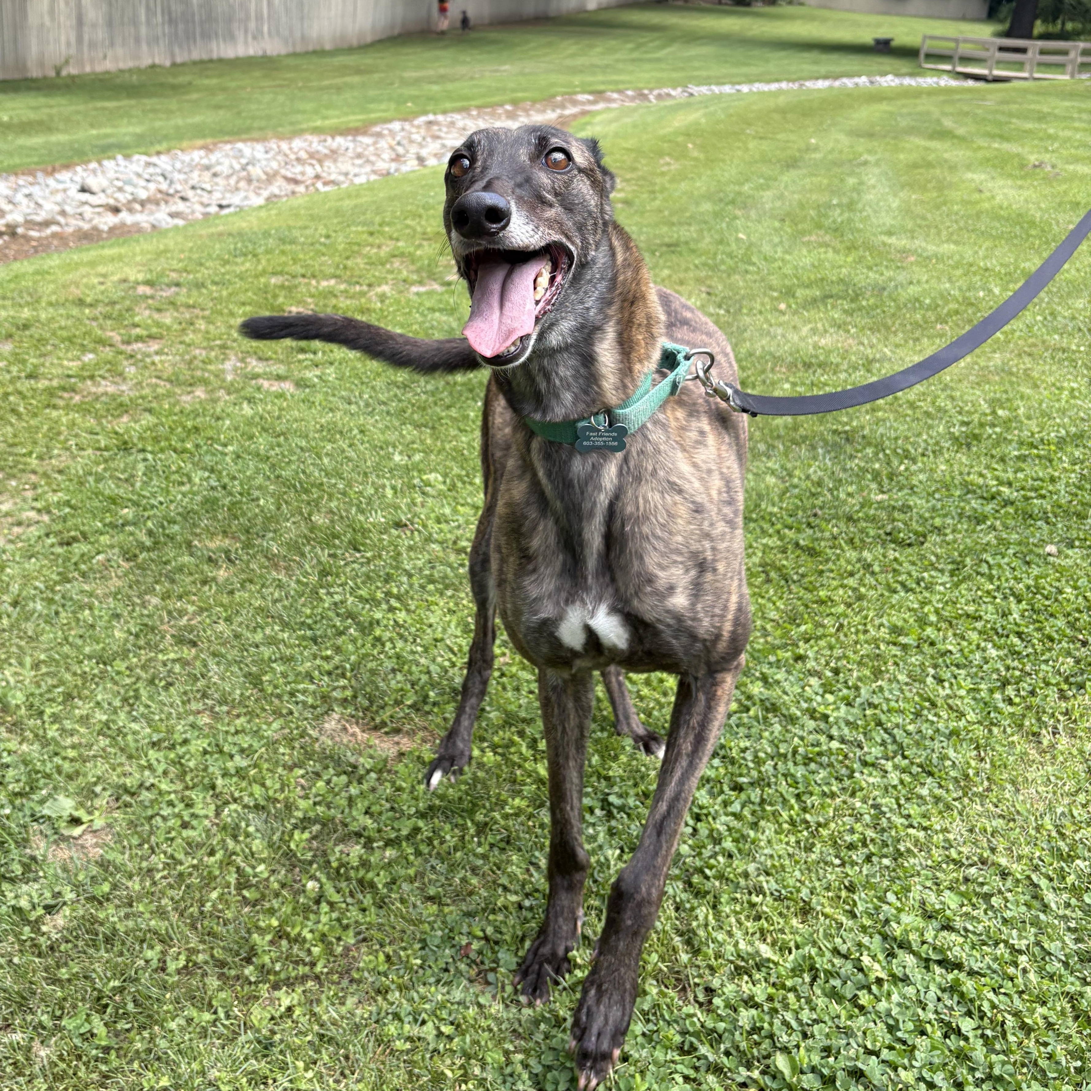 Enlarge Glory, a Adoptable Greyhound in Swanzey, NH image 2/6