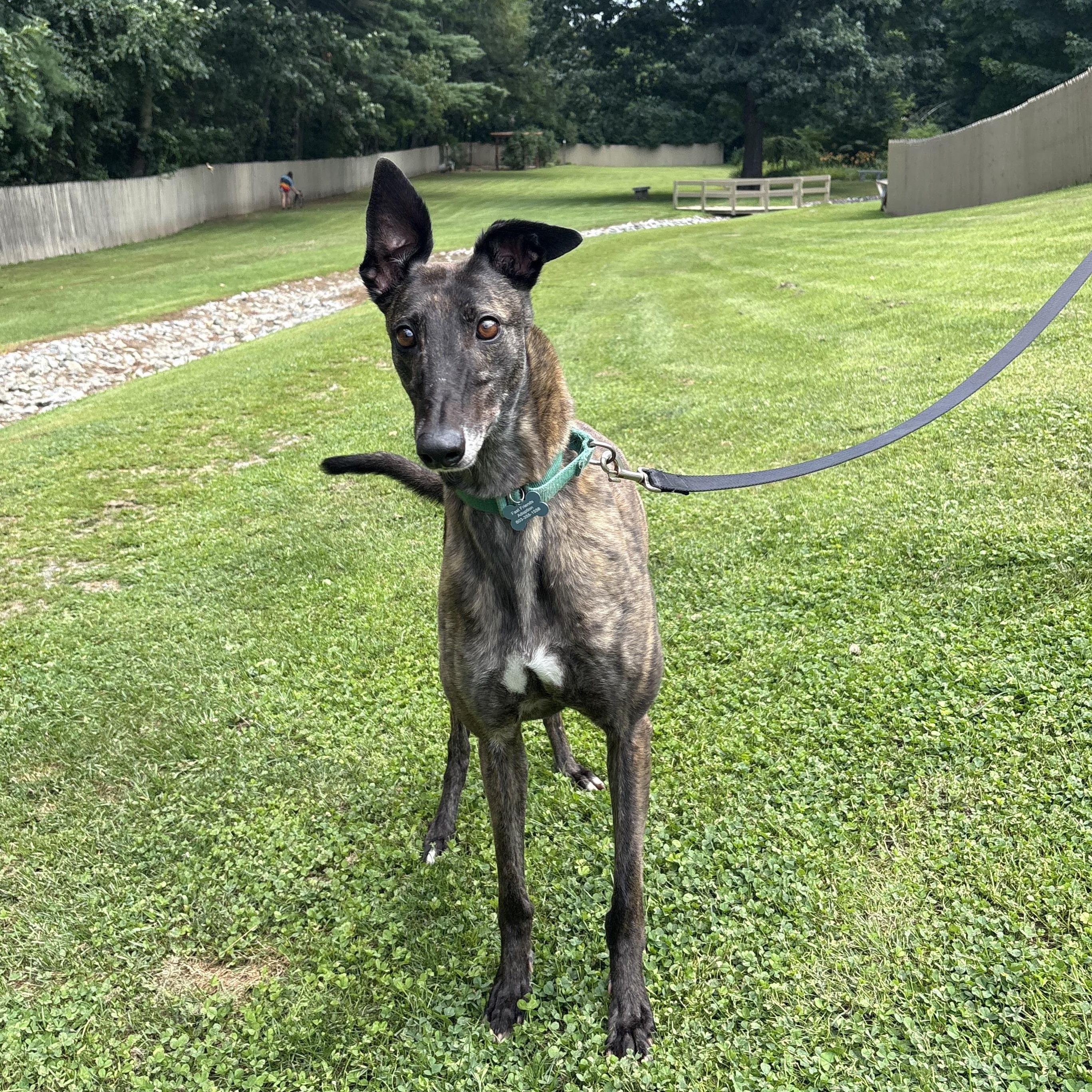 Enlarge Glory, a Adoptable Greyhound in Swanzey, NH image 4/6