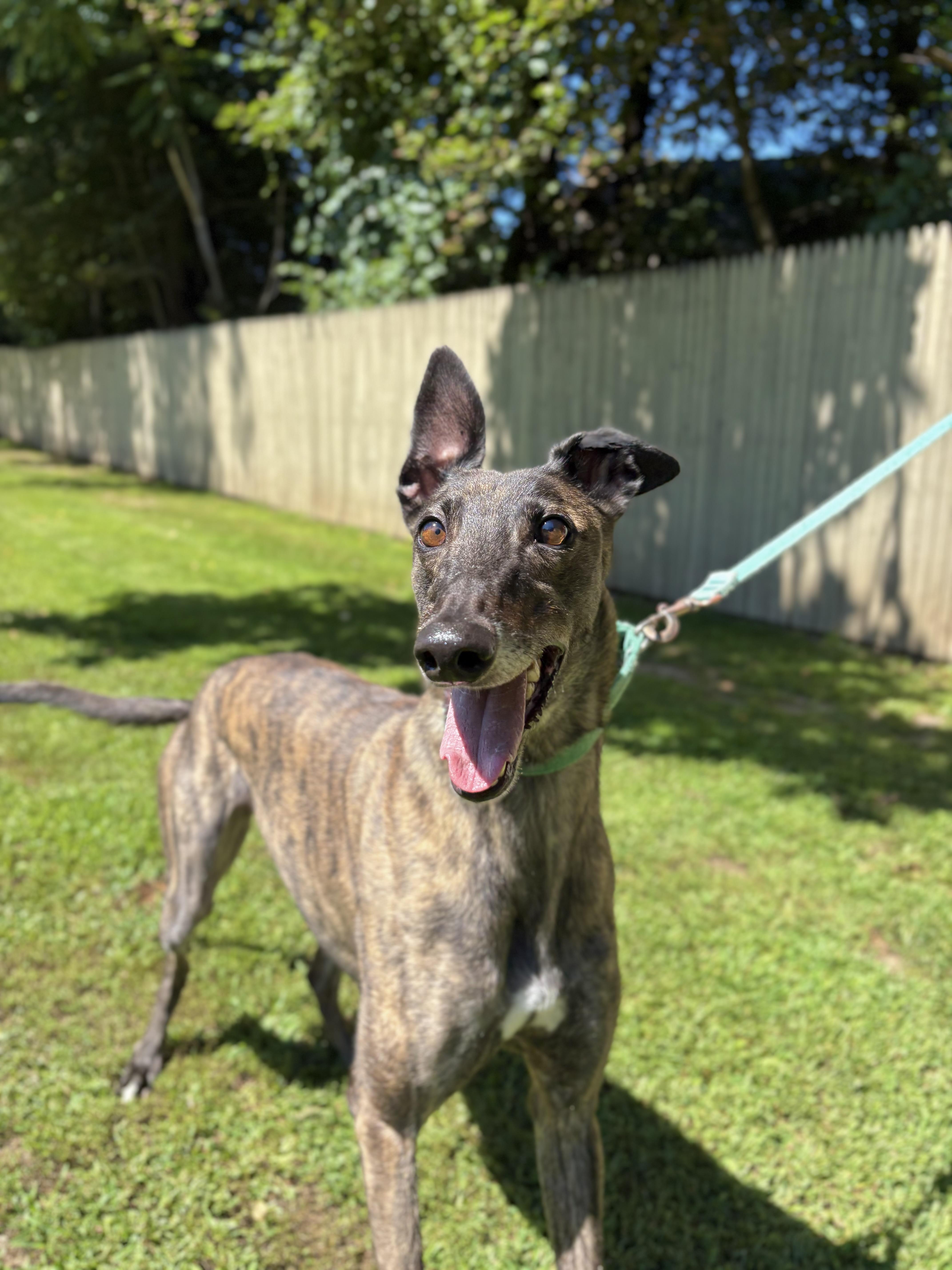 Enlarge Glory, a Adoptable Greyhound in Swanzey, NH image 3/6