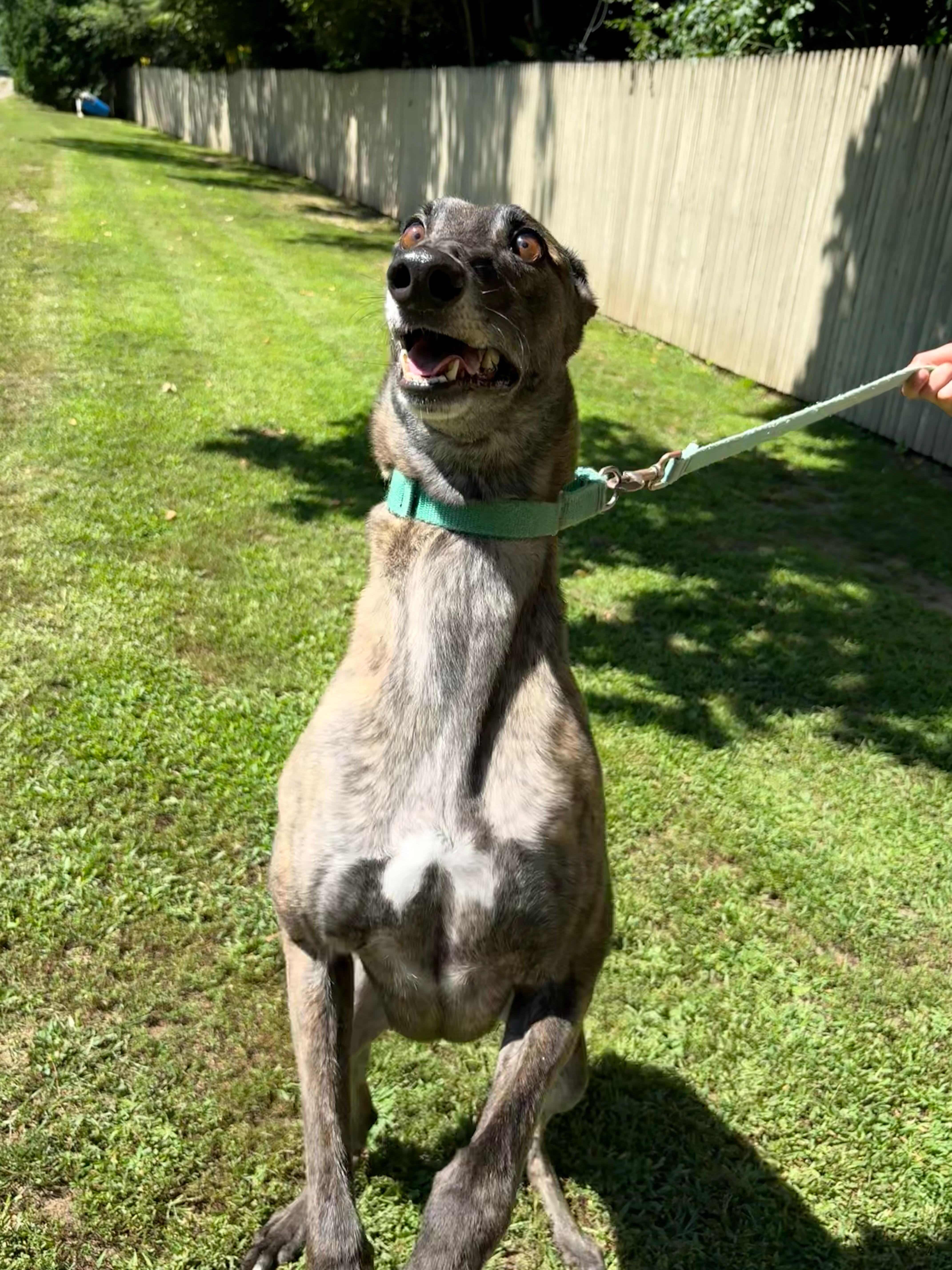 Enlarge Glory, a Adoptable Greyhound in Swanzey, NH image 1/6
