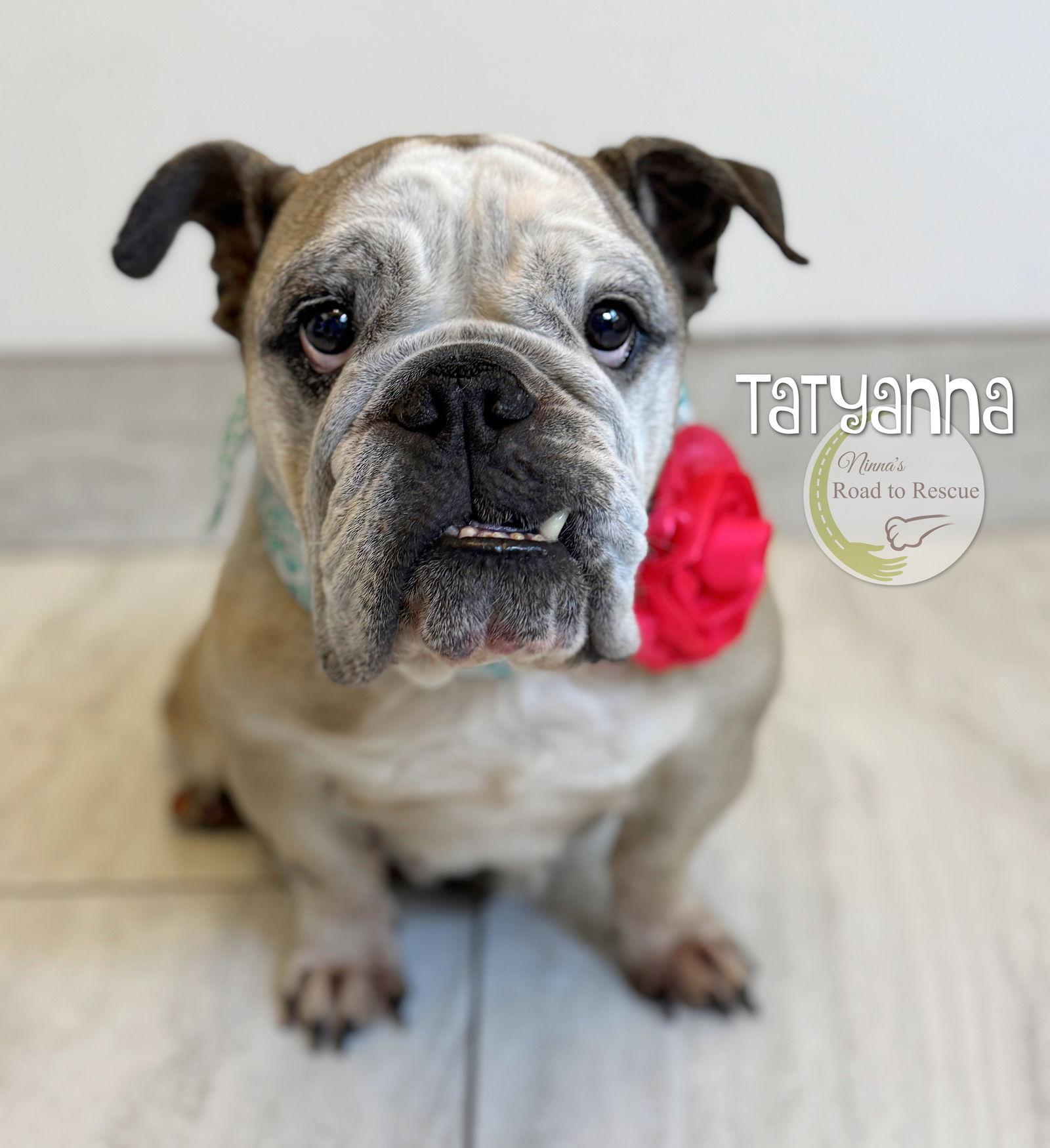 Tatyanna (NOT YET AVAILABLE), Adoptable, Adult Female English Bulldog.