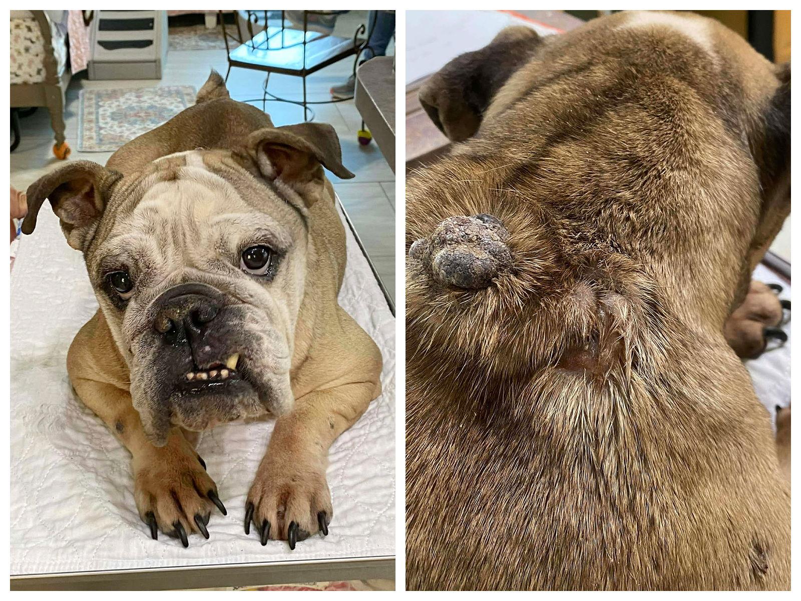 Tatyanna (NOT YET AVAILABLE), Adoptable, Adult Female English Bulldog.