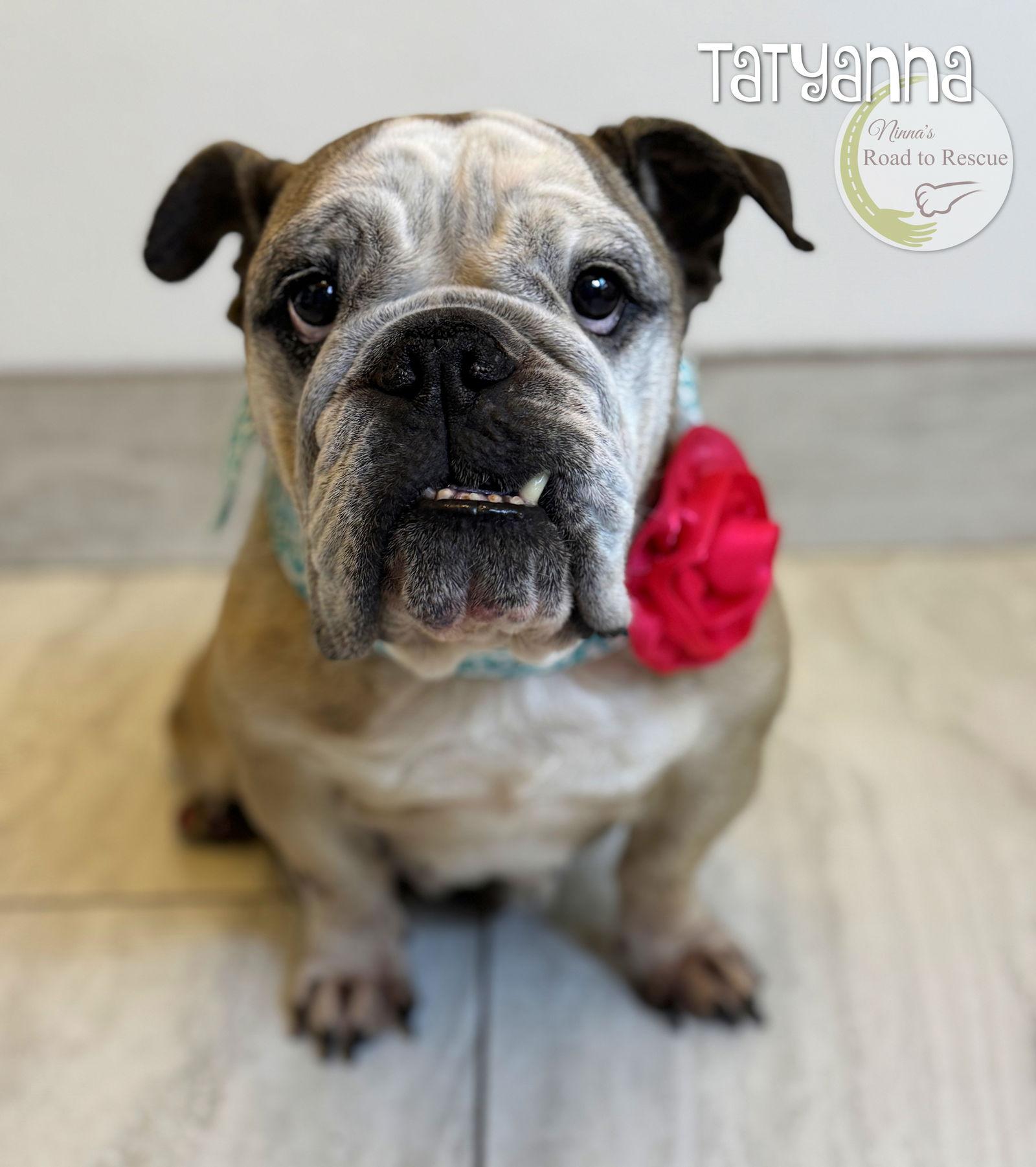 Enlarge Tatyanna (NOT YET AVAILABLE), a Adoptable English Bulldog in Benton, LA image 2/2