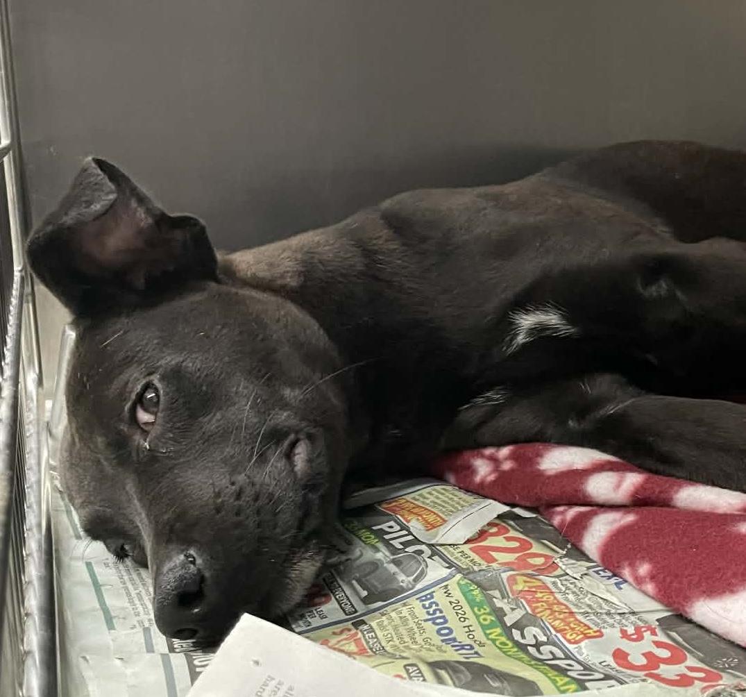 Outback, adoptable, Young Male Labrador Retriever.