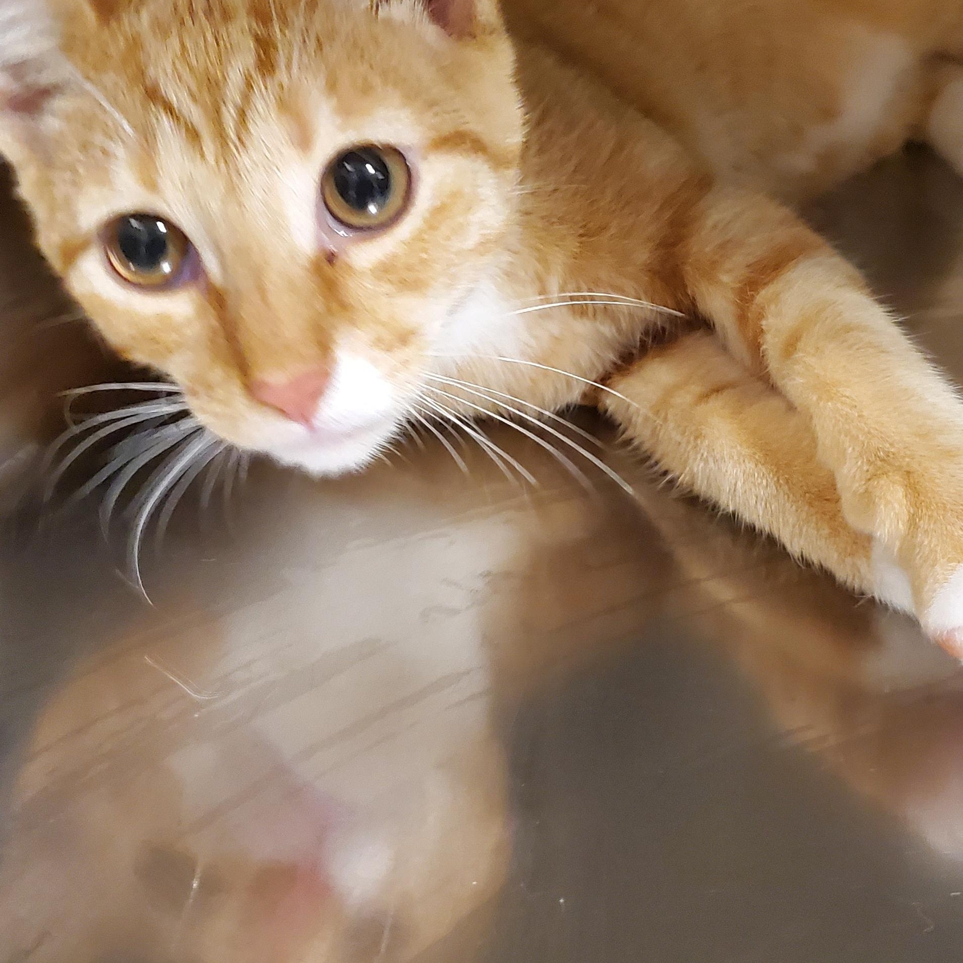 Enlarge Barney, a Adoptable Domestic Short Hair in Muncie, IN image 2/2