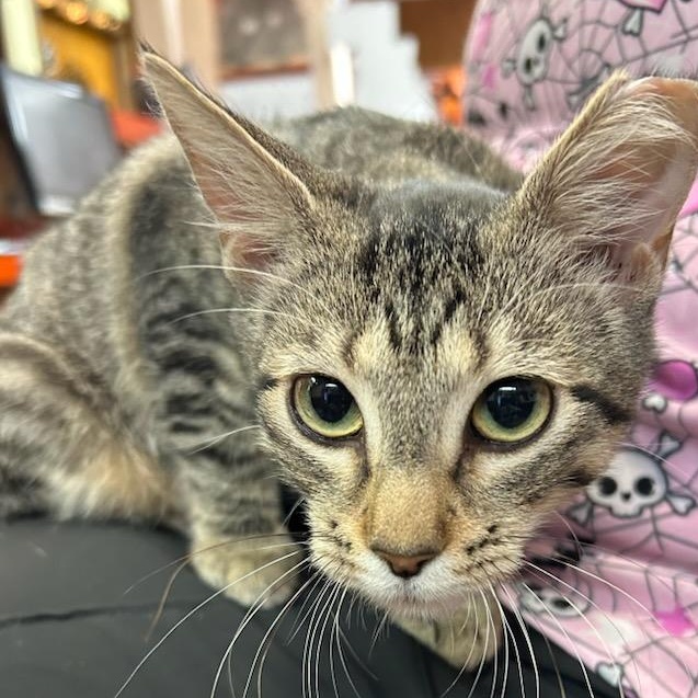 Rabbit, a Adoptable Domestic Short Hair in Oklahoma City, OK image 2/3