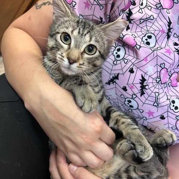 Rabbit, a Adoptable Domestic Short Hair in Oklahoma City, OK image 1/3
