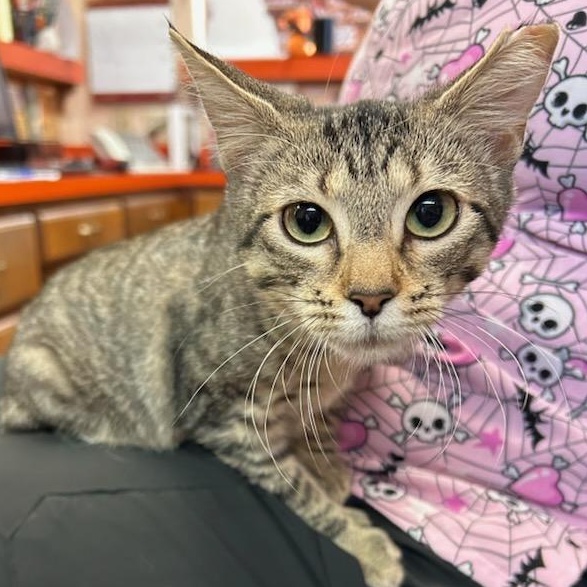 Rabbit, a Adoptable Domestic Short Hair in Oklahoma City, OK image 3/3