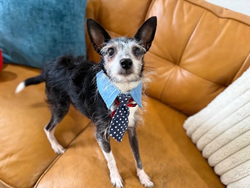 Toto Silver Fox Dream — thumbnail 2