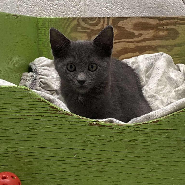 Enlarge Toulouse, a Adoptable Domestic Short Hair in Kingman, AZ image 1/1