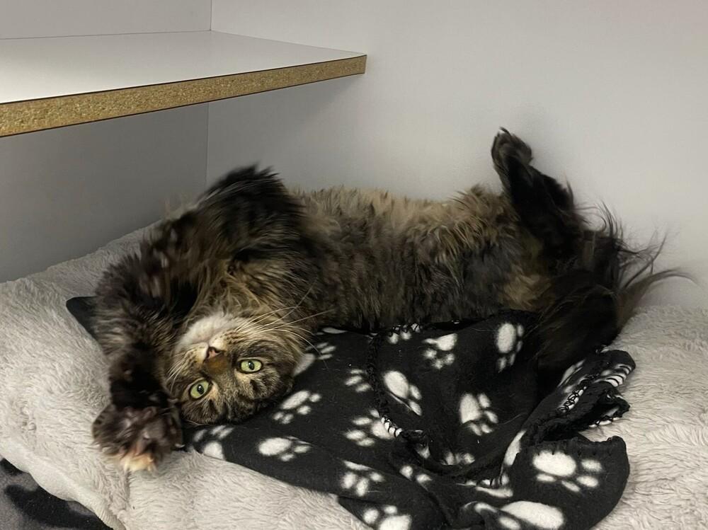 Lunar, Adoptable, Adult Female Domestic Medium Hair.