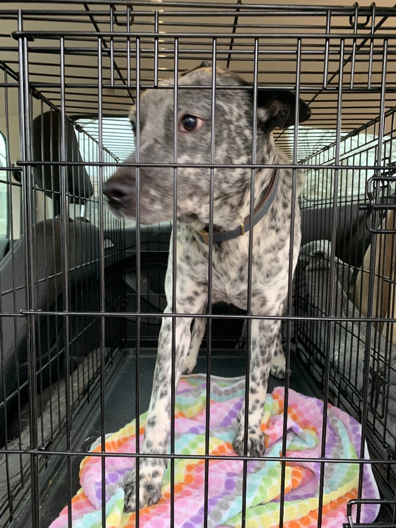 Beast, Adoptable, Adult Male Australian Cattle Dog / Blue Heeler.