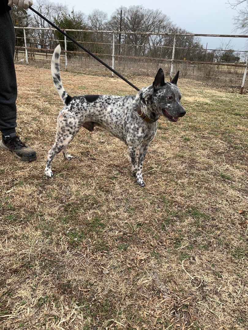 Enlarge Beast, a Adoptable Australian Cattle Dog / Blue Heeler in Anna, TX image 2/7
