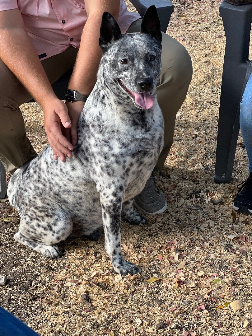 Enlarge Beast, a Adoptable Australian Cattle Dog / Blue Heeler in Anna, TX image 3/7